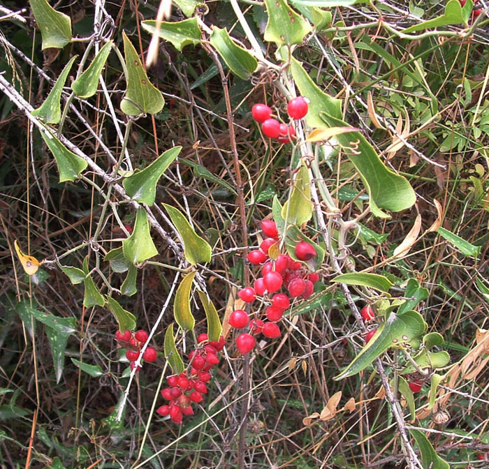 Smilax aspera - salsapariglia
